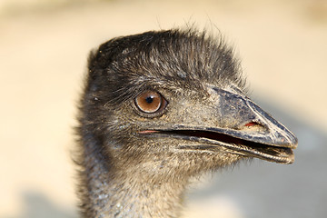 Image showing Ostrich head close-up shot