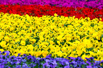 Image showing Flowers background