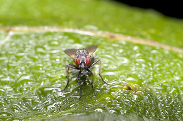 Image showing Wet fly