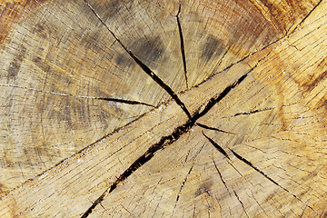 Image showing Tree ring wood details