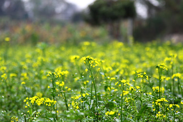 Image showing Rape flowers background