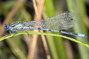 Image showing Wet dragon-fly