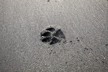 Image showing Dog foot print on sand