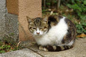 Image showing Kitten cat on the ground