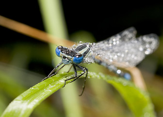 Image showing Wet dragon-fly