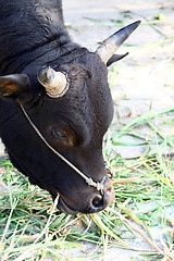 Image showing Cow eating grasses