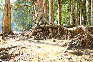 Image showing Buttress root on the ground