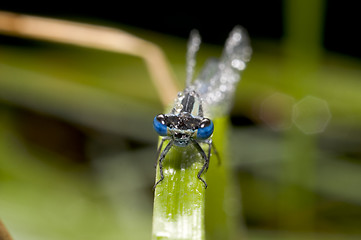 Image showing Dragon-fly