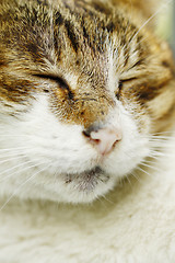 Image showing Sleeping cat