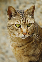 Image showing A cat close-up.