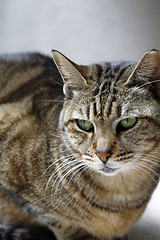 Image showing Cat, close-up shot.