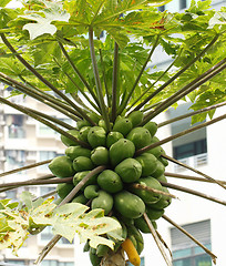 Image showing Papaya trees