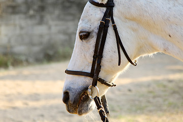 Image showing White horse close-up