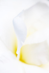 Image showing White petals background