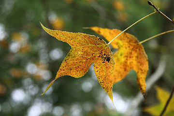 Image showing Yellow leaves background