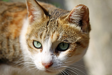 Image showing A cat under sunshine