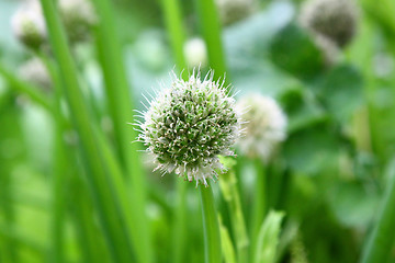 Image showing Onion flowers