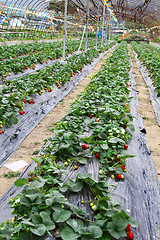 Image showing Strawberries fields