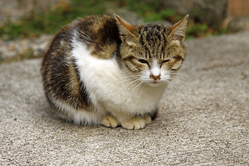 Image showing Kitten cat on the ground