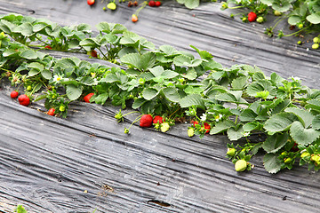 Image showing Strawberries fields