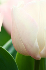 Image showing Pink tulips background