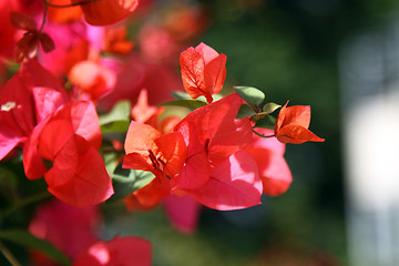 Image showing Azalea under sunshine