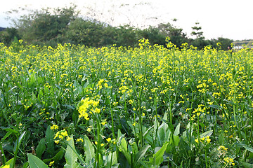 Image showing Rape flowers field in spring