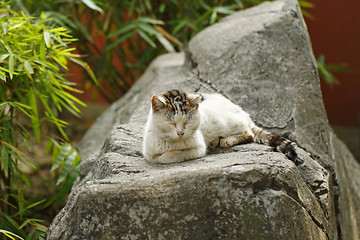 Image showing Sleeping cat on the rocks