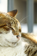 Image showing Sleeping cat, close-up.