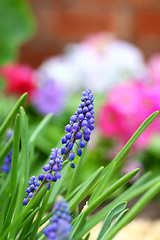 Image showing Grape hyacinth macro shot