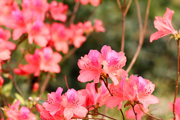 Image showing Pink flowers background