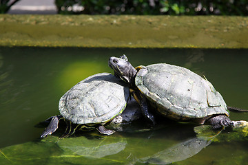 Image showing Turtles on the rocks