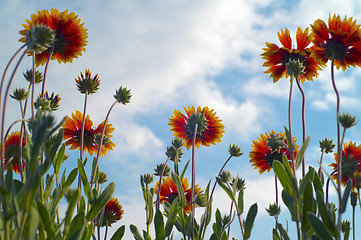 Image showing Flowers