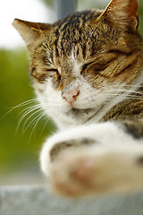 Image showing Sleeping cat 