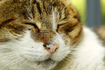 Image showing Sleeping cat