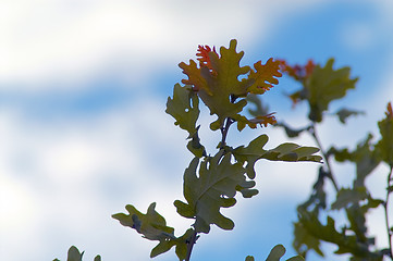 Image showing Oak leafs