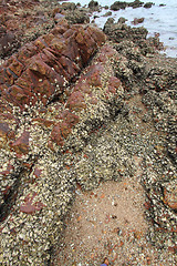 Image showing Sedimentary rocks in Hong Kong Geo Park