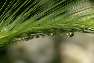 Image showing Drop water