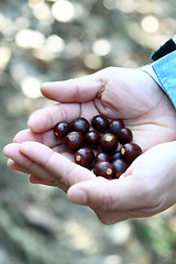 Image showing Human hands with seeds