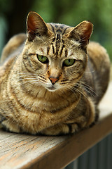 Image showing Cat looking and sitting