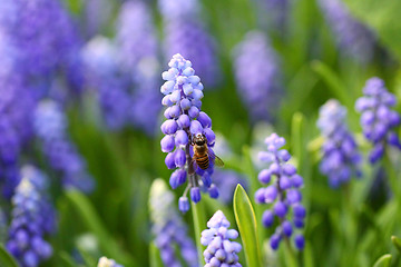 Image showing Grape hyacinth with bee in spring