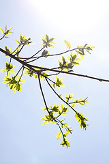 Image showing Green leaves in sunlight background