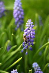 Image showing Grape hyacinth with bee in spring