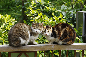 Image showing Cats looking at enemy