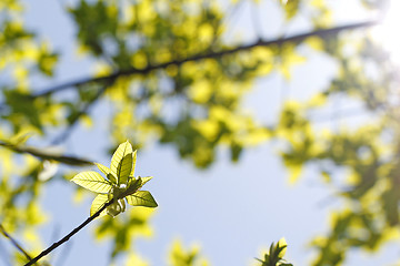 Image showing Green leaves in sunlight background