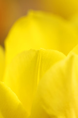 Image showing Yellow tulip, close-up.