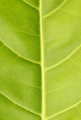 Image showing Green leaf close up nature background