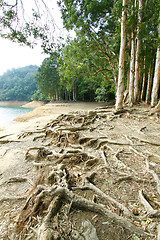 Image showing Buttress root on the ground