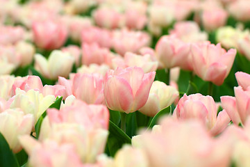 Image showing Pink tulips background