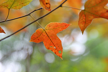 Image showing Red leaves background